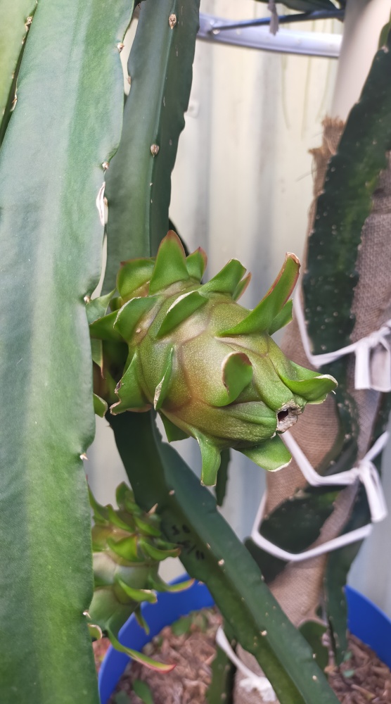 Ripening fruit